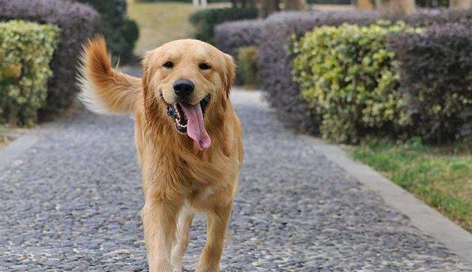 如何才能让狗狗迅速变乖,怎样让自己的狗狗很聪明很听话