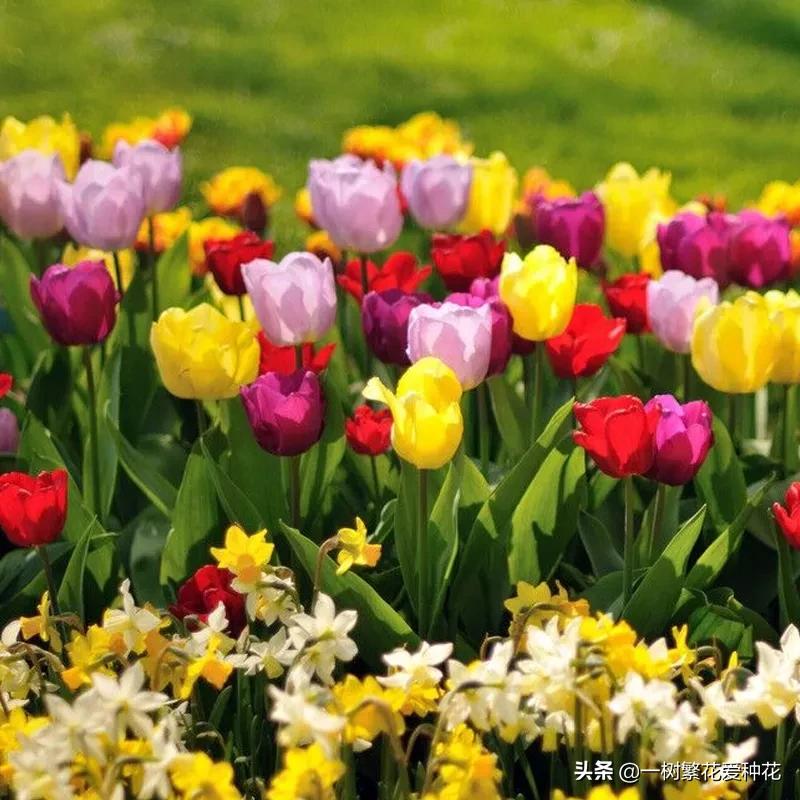 最毒的五种花不能在家里养,家里不能养的六种花会招来鬼