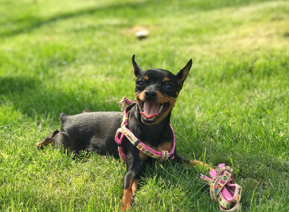 最聪明的十大狗狗品种介绍,史上最全的狗狗品种记得收藏