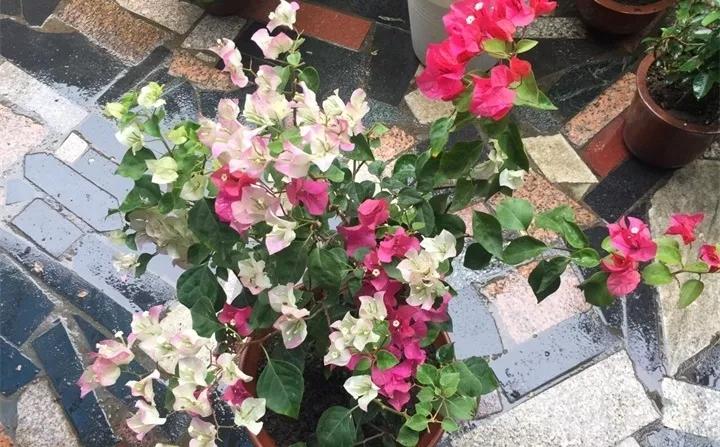 盆栽花发蔫什么原因,买回来的花很快就蔫的原因