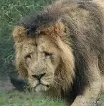 母狮一天发情40次,还追着公狮咬蛋蛋?根本不是这样啊....