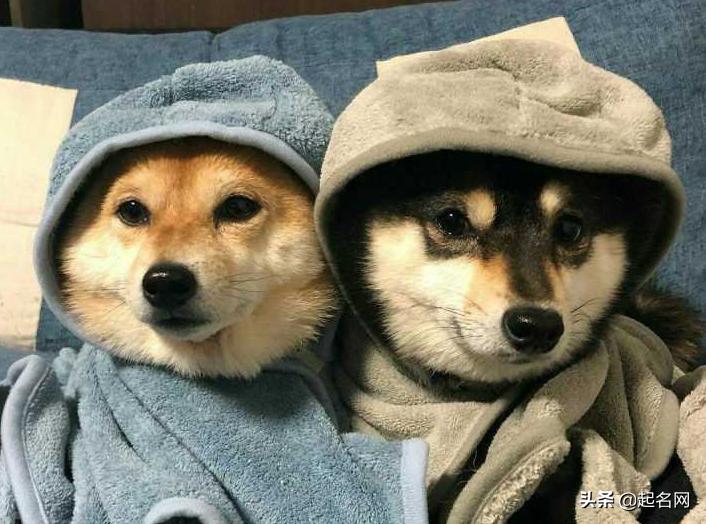 狗狗最可爱的名字都是什么,狗狗叫什么名字好听可爱霸气公狗