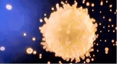 18张动图揭秘，你不是游得最快的那一个精子