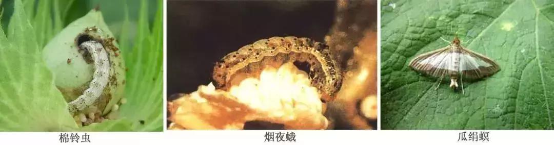 蔬菜苗期地下害虫防治,蔬菜害虫最佳防治方法