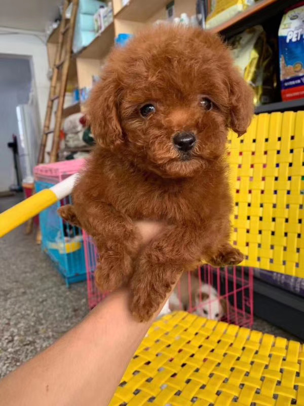 把泰迪毛剃光狗会心情不好吗,泰迪狗狗把毛剃光光没事吧