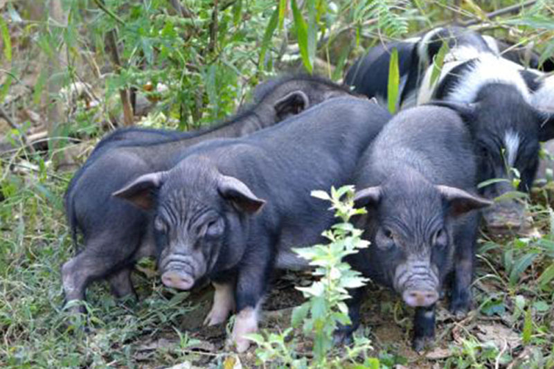 闻名全国,从江香猪个小长不大,曾是贡品,皮薄肉多十里飘香