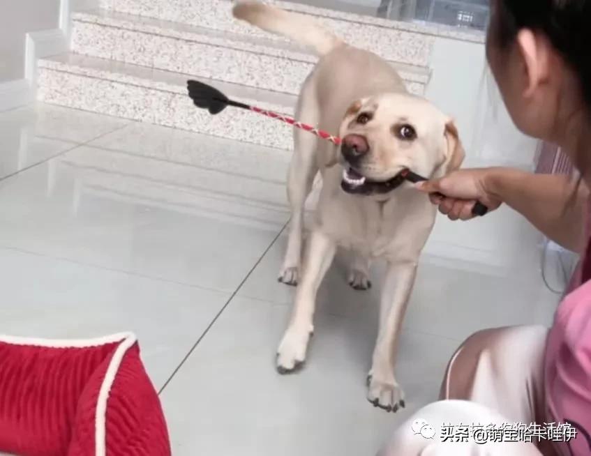 小拉布拉多犯错妈妈护崽,大拉布拉多教训小拉布拉多