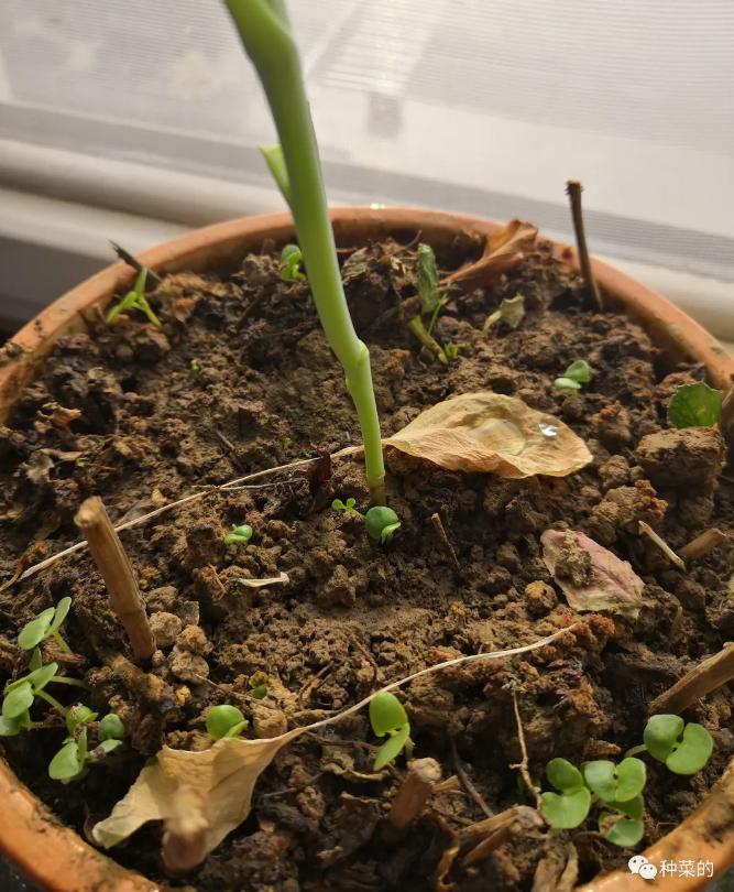 为什么同样的种子不一样,一样种子为什么不发芽