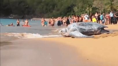 龟龟长大了,我滴个龟龟是什么意思