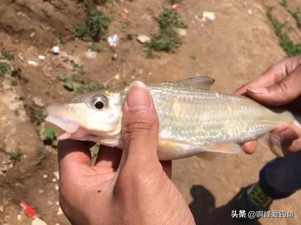 重唇鱼，重口鱼，除了是鱼，可以吃，还有它的食补功效你了解吗？