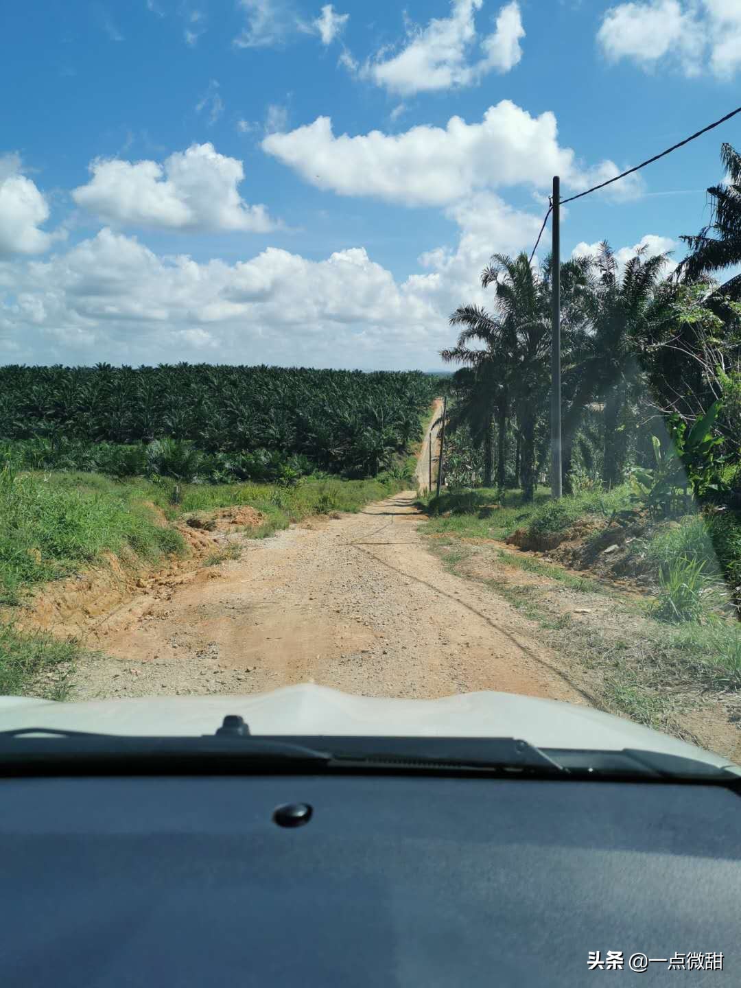 马来西亚红心榴莲采摘,马来西亚榴莲果园摘法