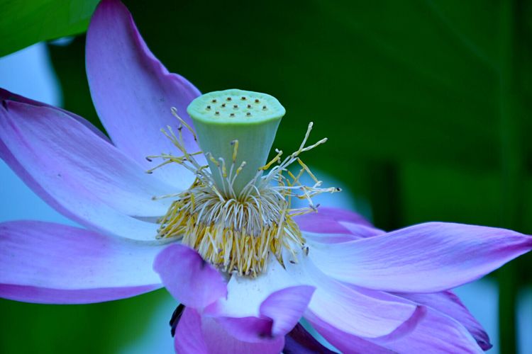 洛阳中国国花园荷花,洛阳国花园的荷花