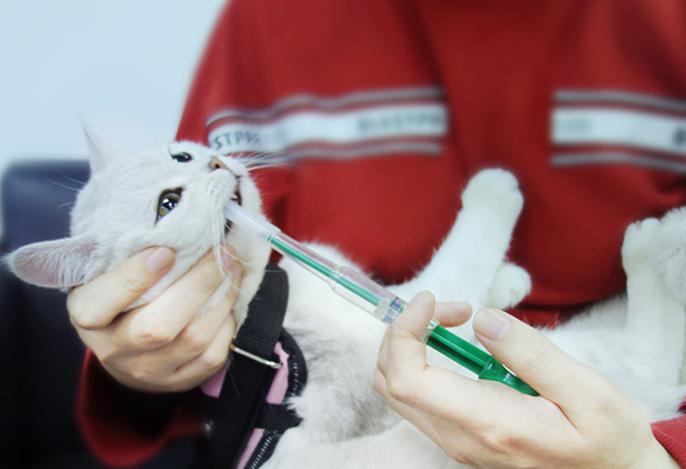 给小猫咪喂药的正确手法跟操作,猫咪生病了特别不配合治疗怎么办