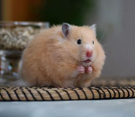 仓鼠贪吃是本性，除此之外吞噬能力与颜值远超噬元兽