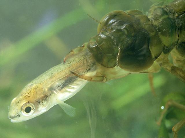 夏天捕捉蜻蜓,夏天捉飞虫