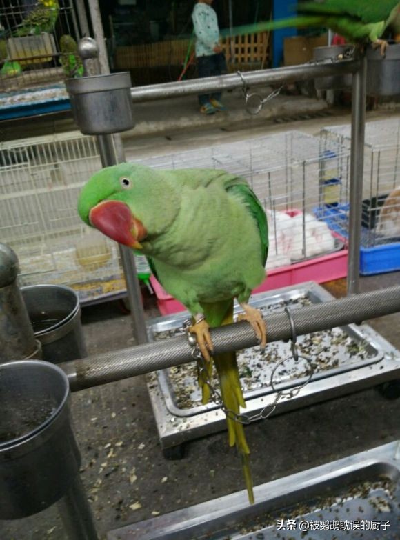 鹦鹉种类及价格表,鹦鹉种类及其价格