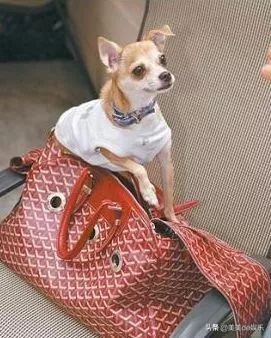 恋爱天后萧亚轩,恋爱天后