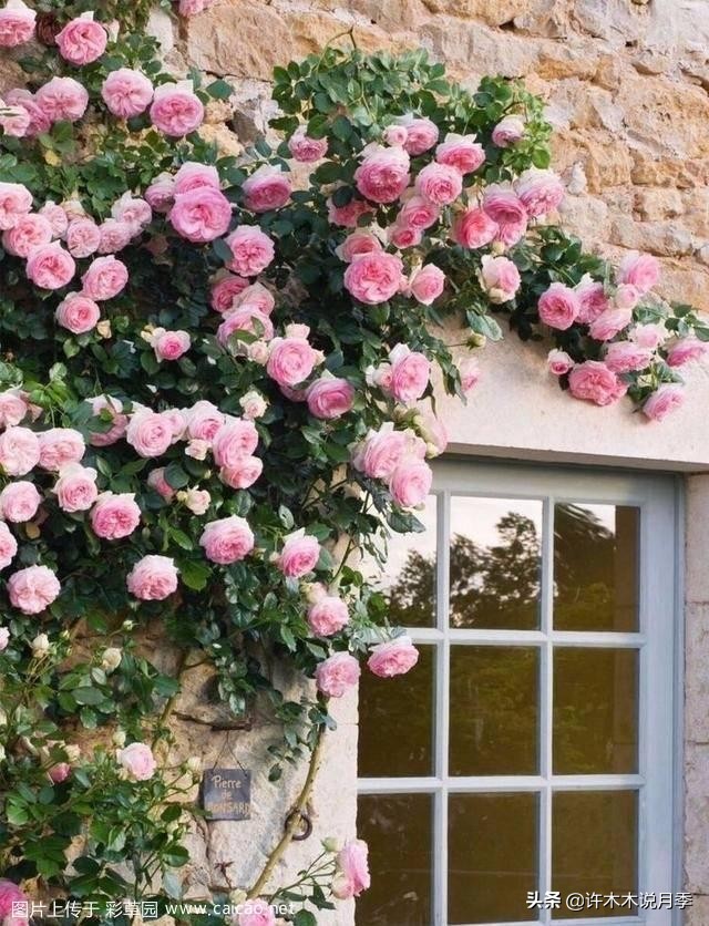 如何制作月季的肥料,月季自制液体肥怎么用最好