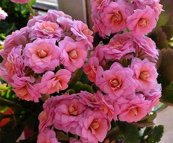 磷酸二氢钾与花多多2号交替使用,花多多1号加磷酸二氢钾用来催花