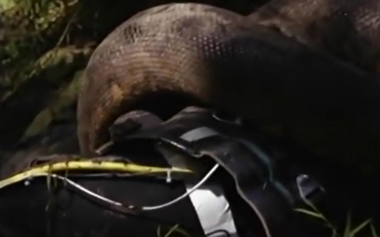 亚马逊森蚺真的能生吞活人吗?猎捕方式告诉你可能性极低