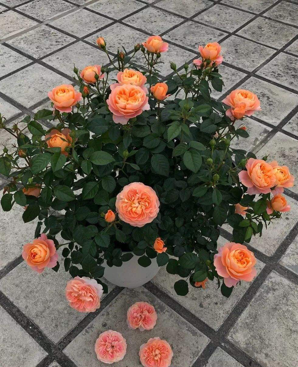 是爬藤月季好养还是矮桩月季好养,最合适种在楼顶的月季