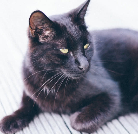 猫咪肉垫护理方法,猫咪的肉垫可以萌到什么程度