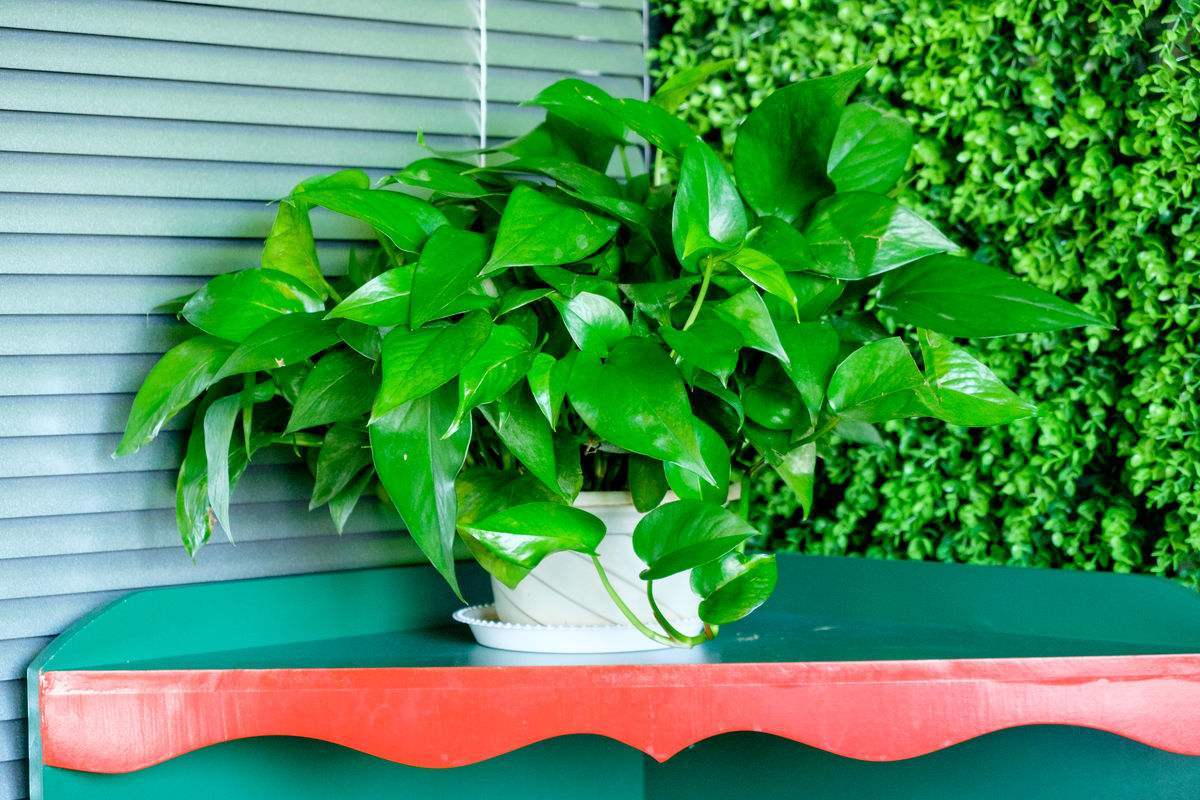 绿萝枯萎怎么把它养好,绿萝特点和习性小知识