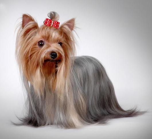 世上最罕见的狗品种图片,全世界狗品种视频