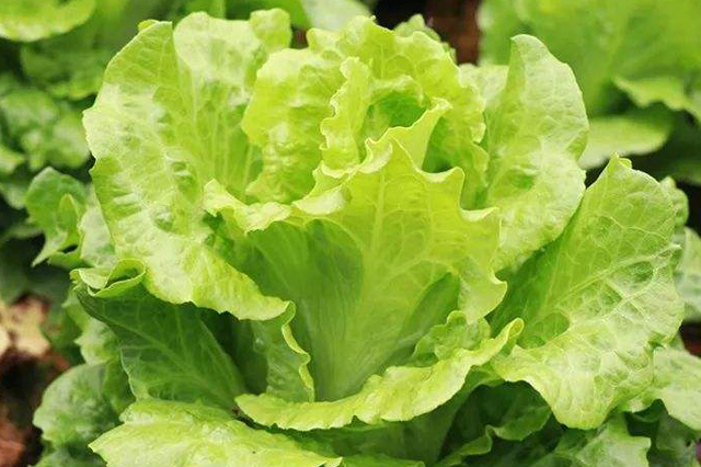 适合北方种植的蔬菜都有哪些,这个季节有哪些蔬菜适合种植