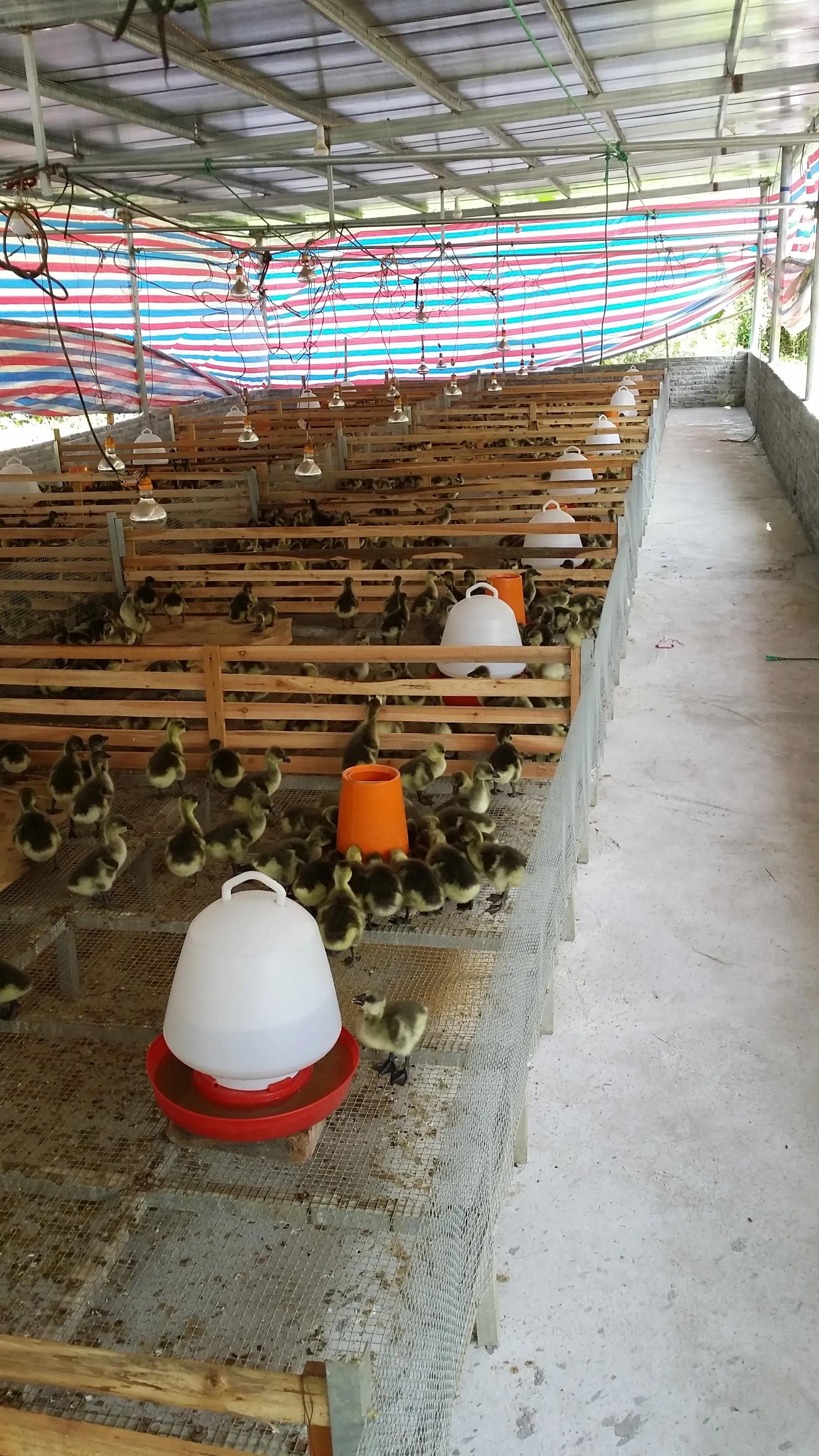 小鸡育雏网床制作方法,怎样搭建小鸡保温棚