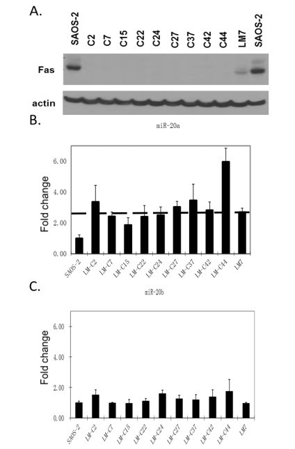 美国学者发现miR-20a可以治疗性地靶向抑制骨肉瘤细胞肺转移
