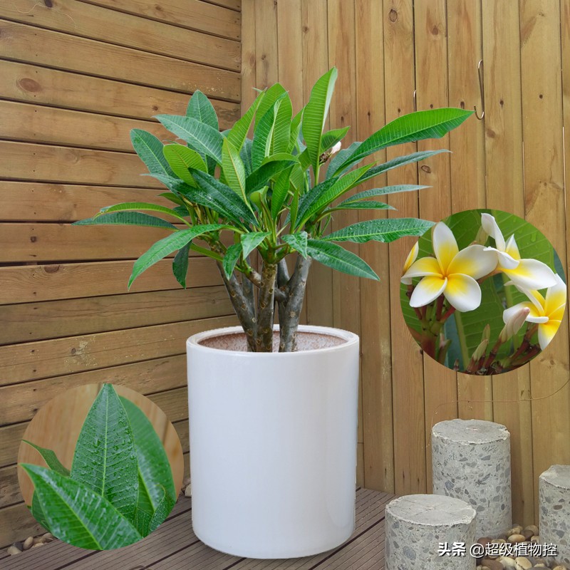 四季开花的香花植物,列举6种香花植物