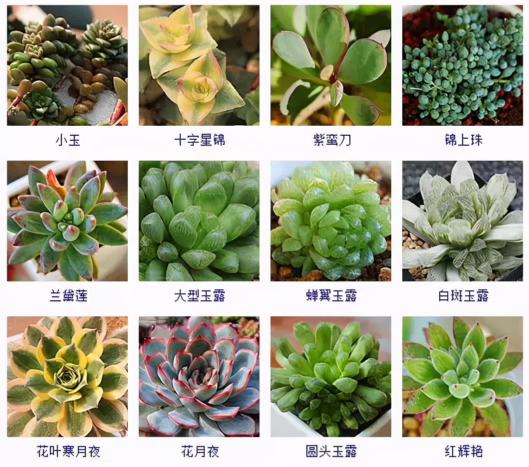夏季型多肉植物品种有哪些好养,怎么判断我的多肉植物是什么品种