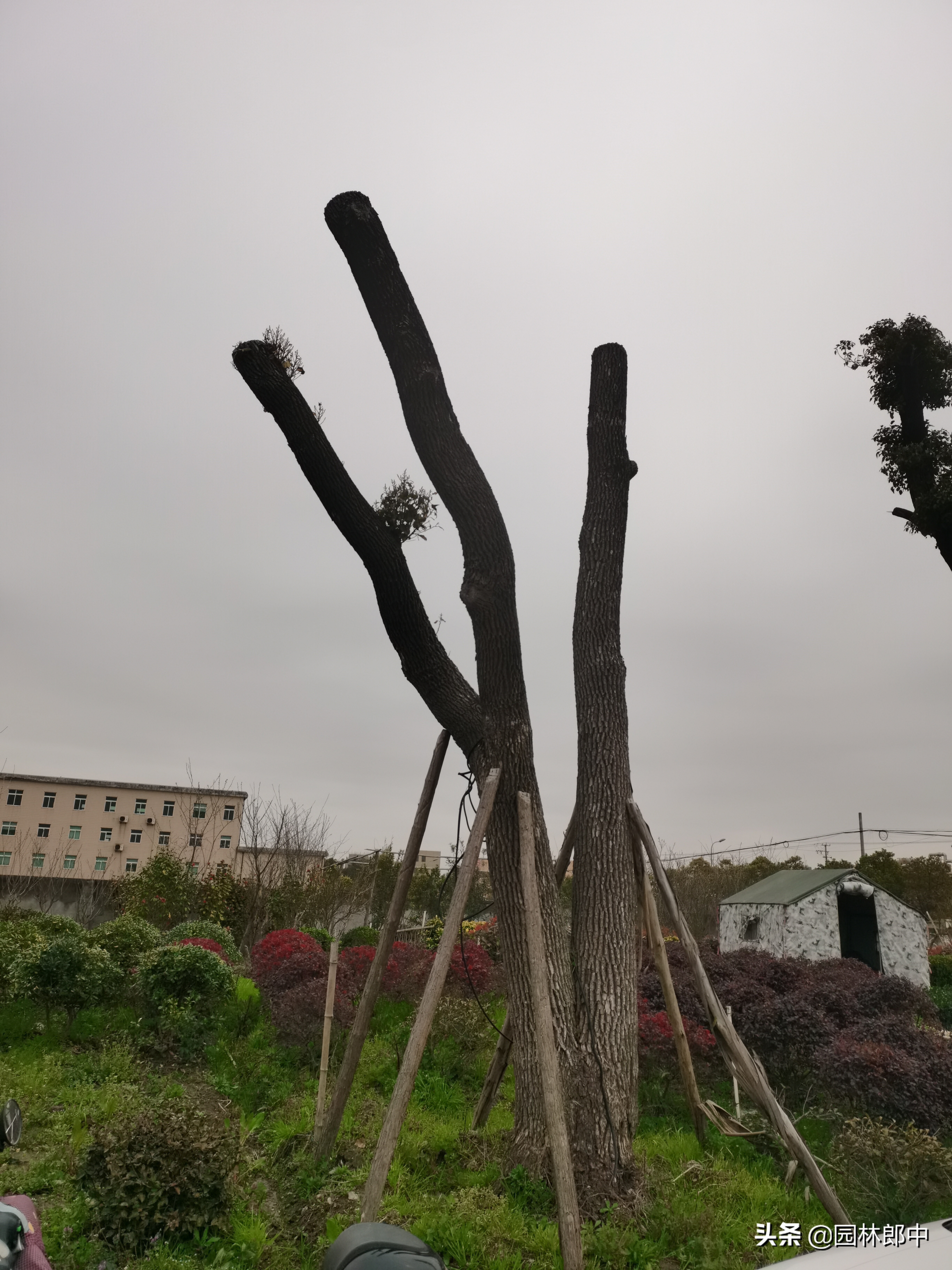 苗木冻伤了怎么补救,苗木霜冻了怎么补救