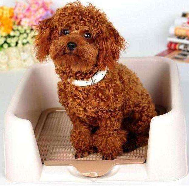 养泰迪必须知道的知识,饲养泰迪犬的五大坏处