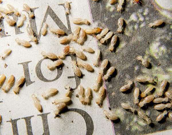 白蚁防治院,白蚁的防治价格