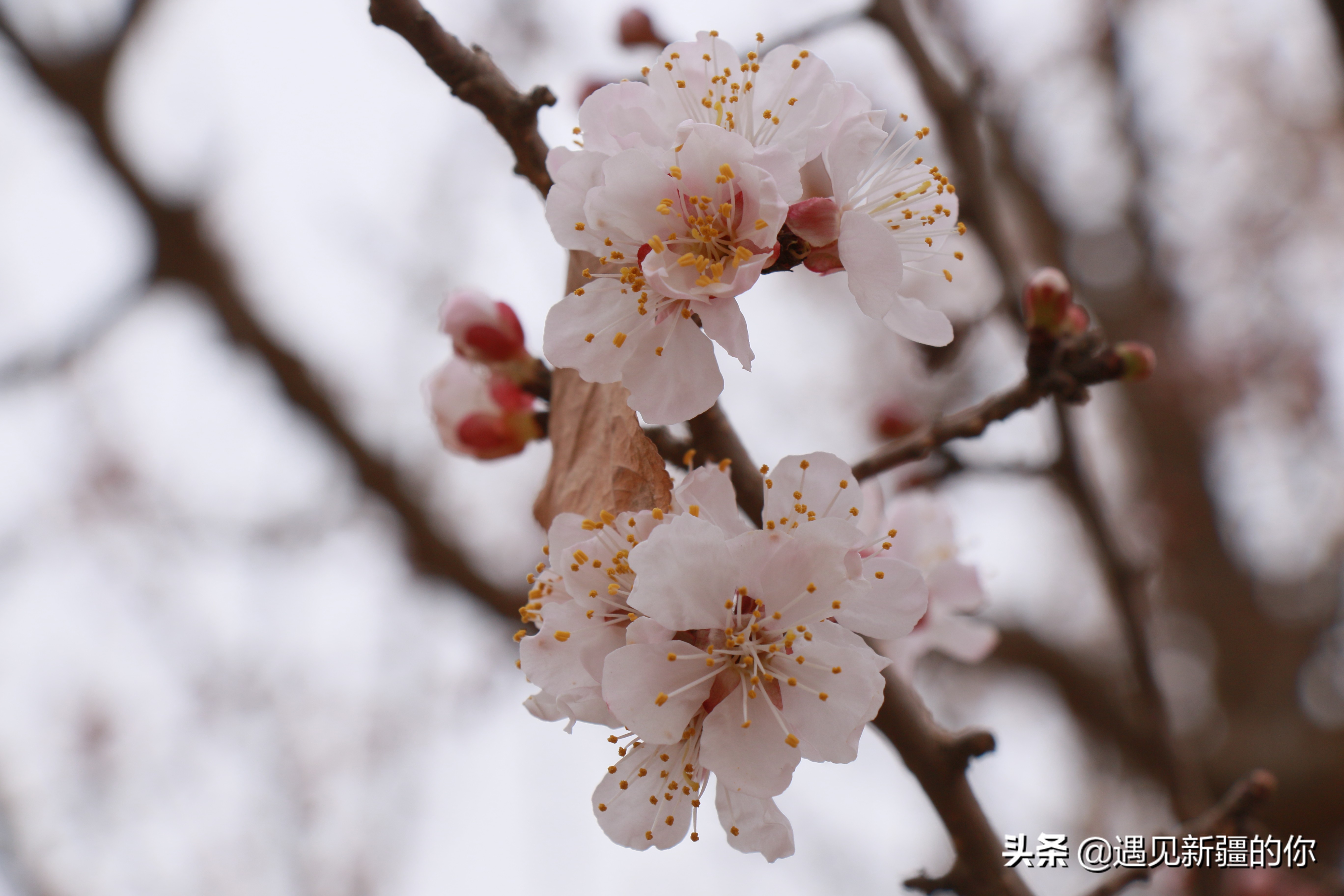 新疆尉犁县杏花节,杏花节旅游