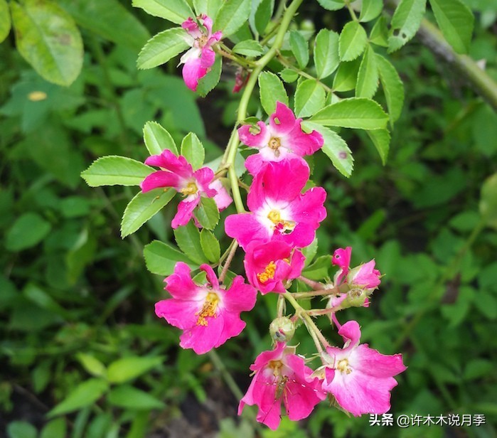 大花浓香四季开花的月季有哪些,黑紫色的月季花有哪些