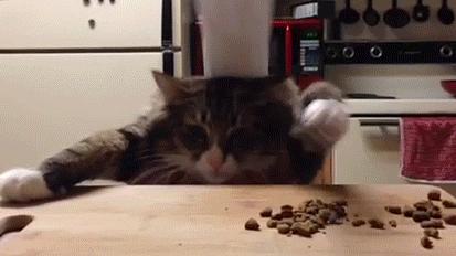 两个月的猫咪吃泡粮好还是干粮,猫咪喂粮应该都喂些什么