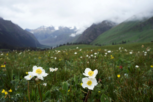 六月底的伊犁雪山,5月的伊犁草原