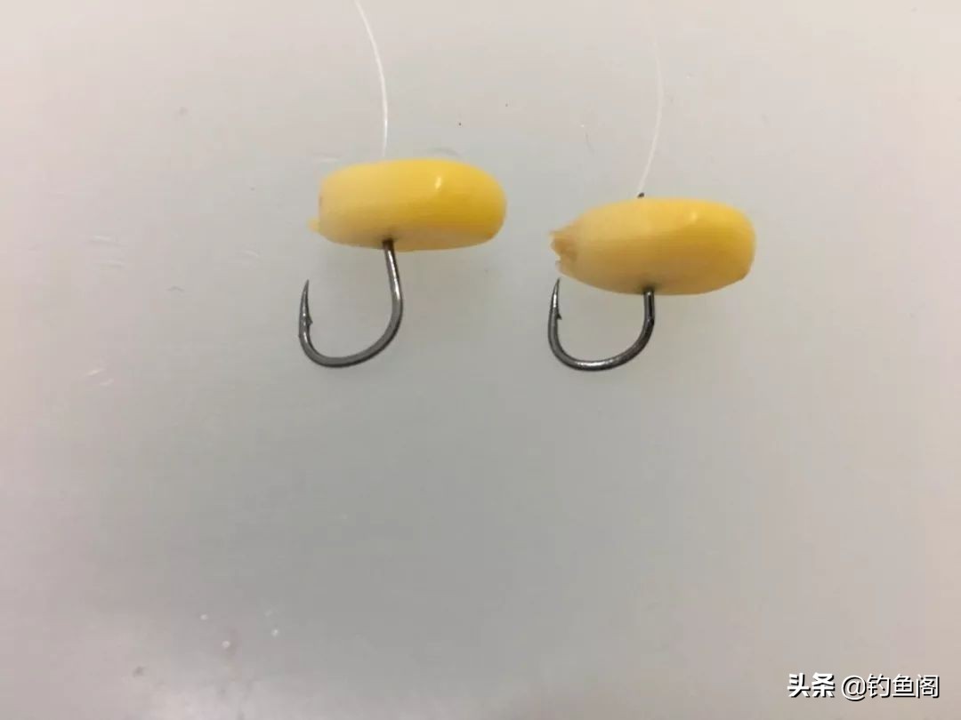 玉米野钓不打窝,野钓玉米能钓得到吗