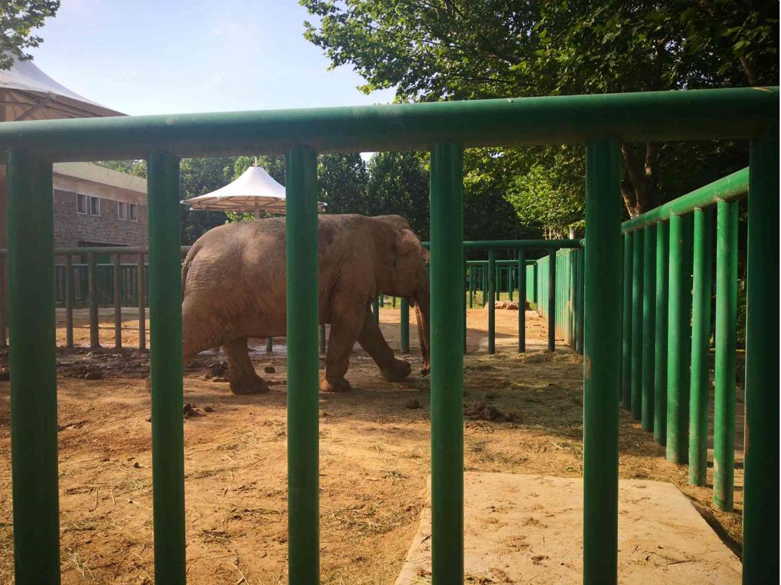 登封野生动物园什么时候建,登封动物园最新规划