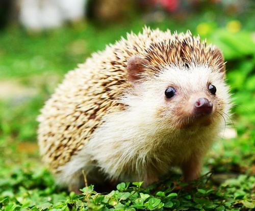 野生的刺猬违法吗,养野生刺猬犯法