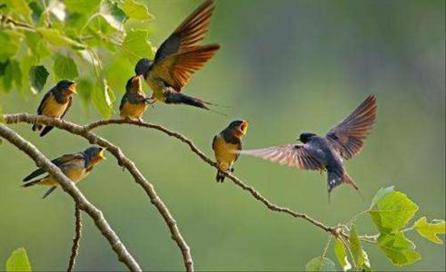 家燕鸟是几级保护动物,家燕是最聪明的鸟类吗