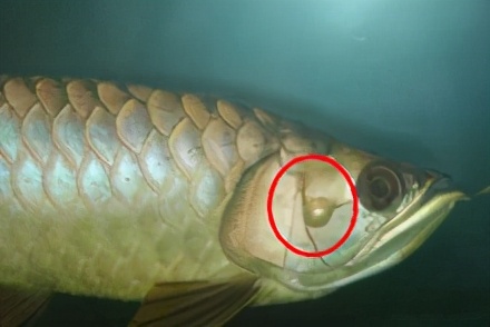 小龙鱼疾病,龙鱼突发疾病