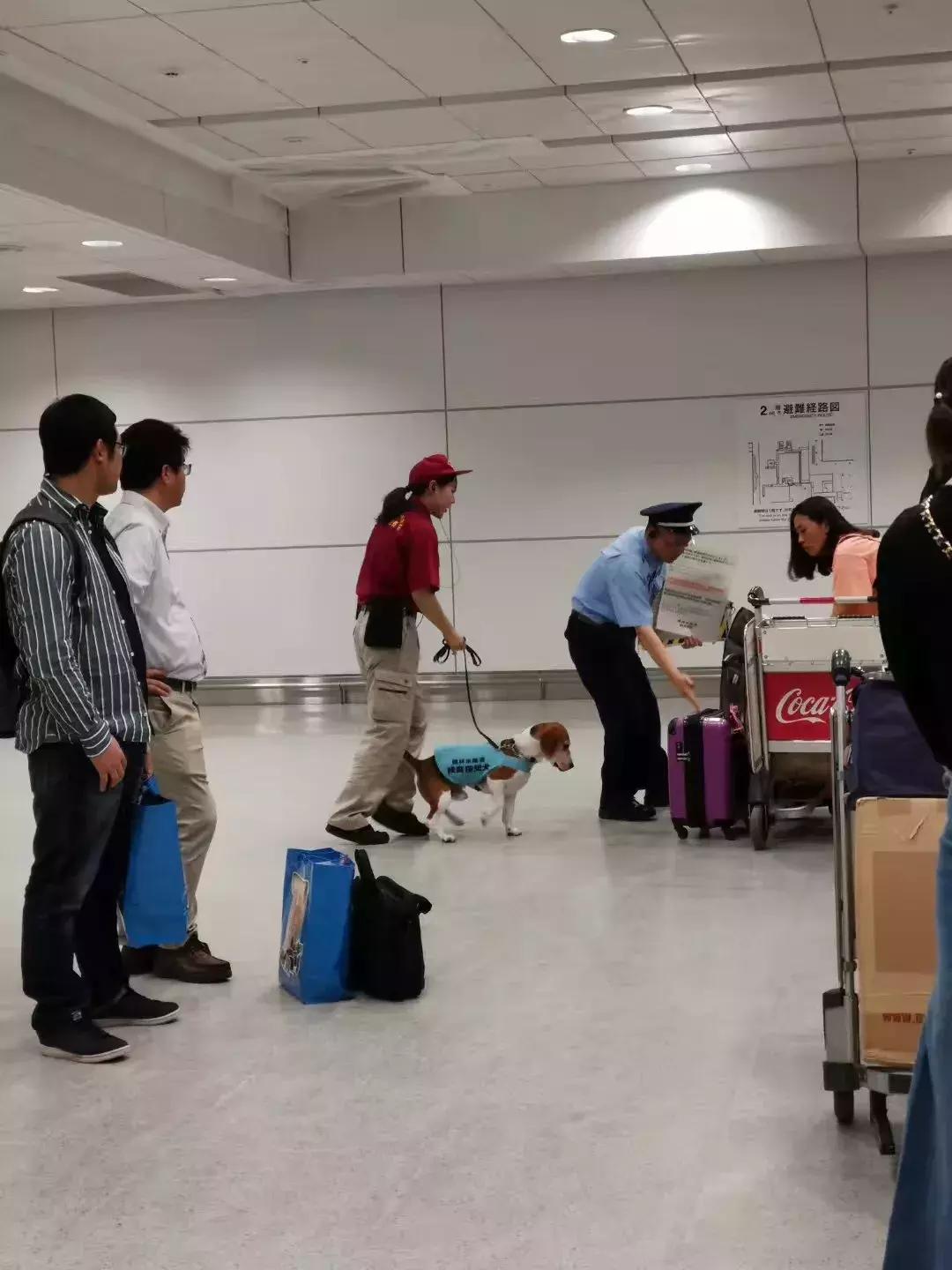 教人如何坐飞机,诚恳地教你如何坐飞机去北海道