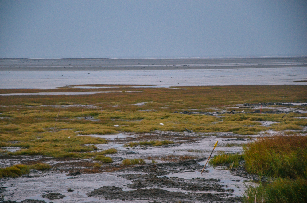 地方叫高美湿地,绝美滩涂,吸引了无数人来打卡日落美景