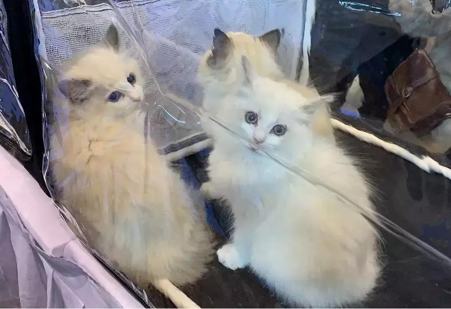 2019年第161届中国宠物文化节,2018年宠物文化节