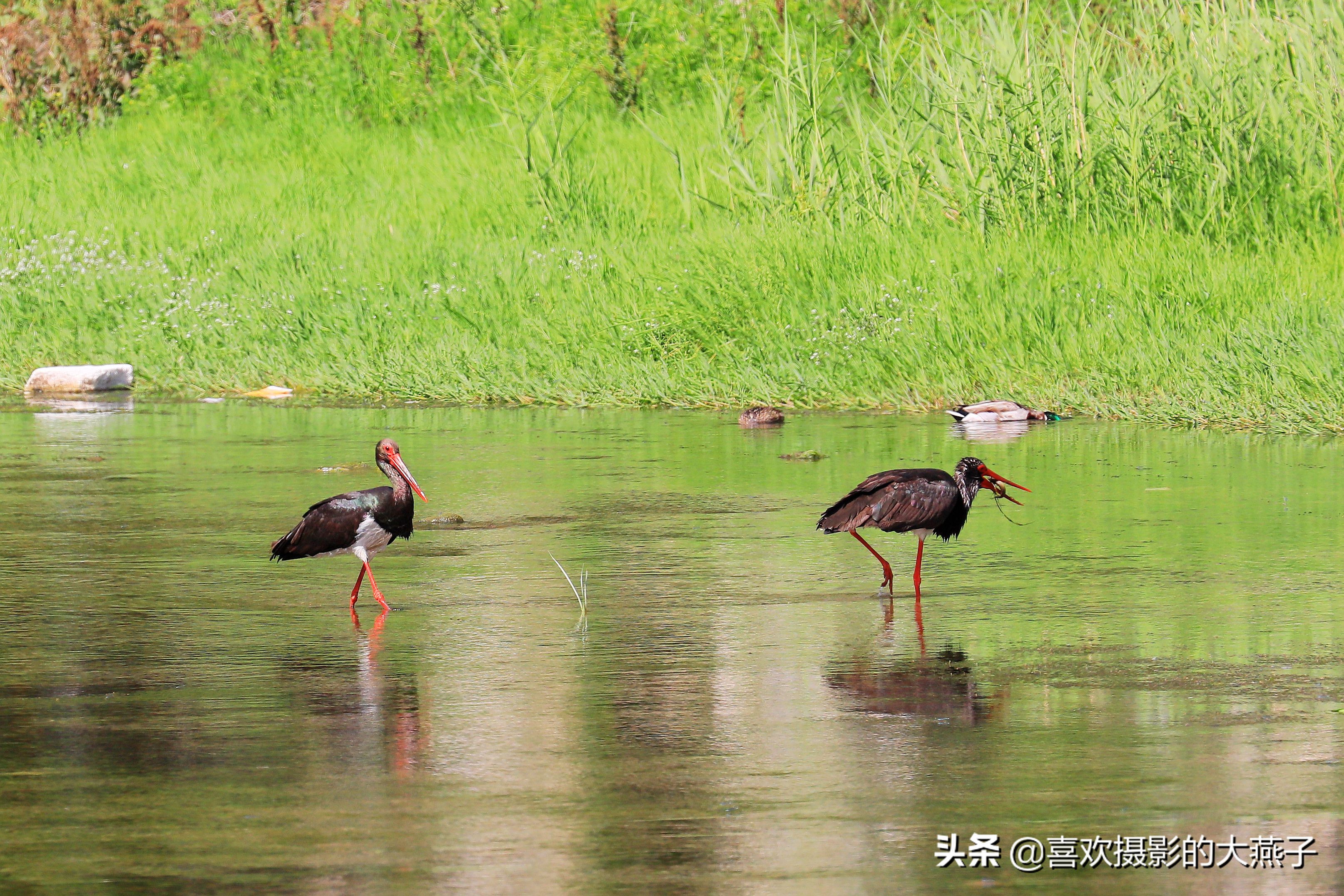 慕名前往十渡黑鹳之乡小有收获