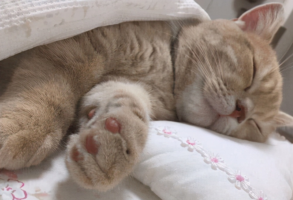 猫咪化脓的伤口要怎样才愈合的快